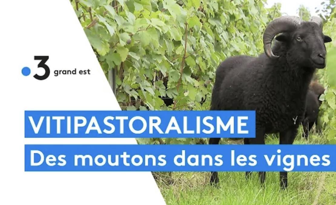 Vitipastoralisme